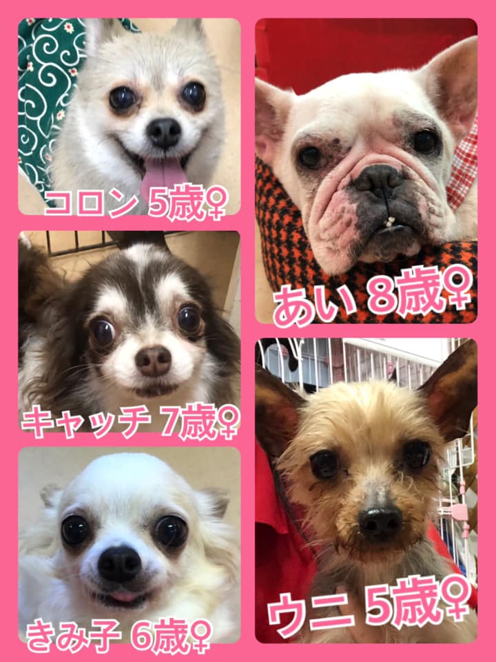 🐾今日の里親様募集中ワンコ🐶メンバーです🐾2020,6,11